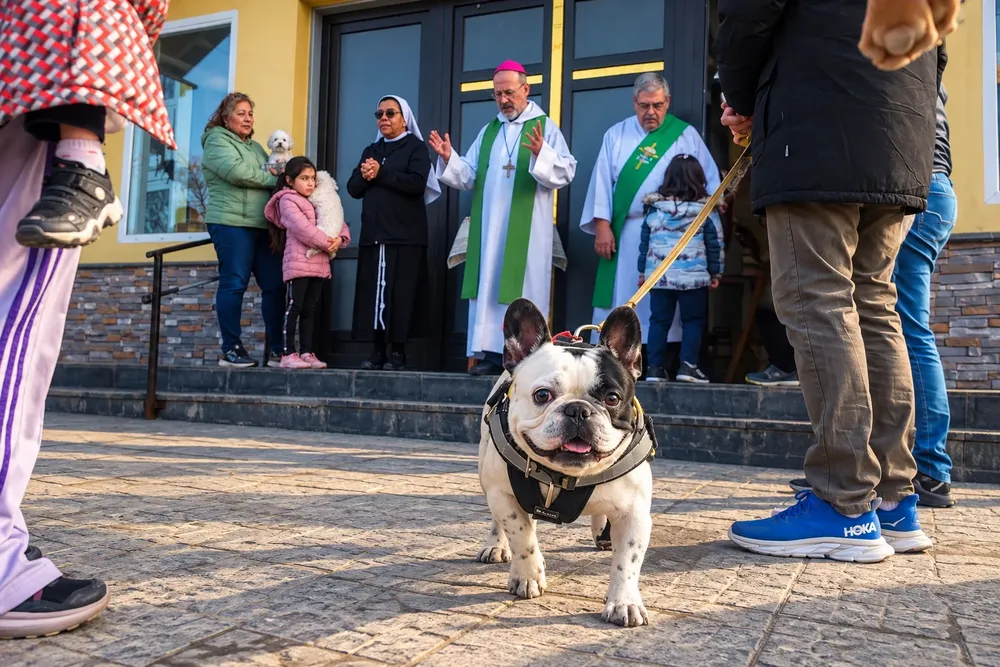 Mascotas Sagrada Familia Ushuaia